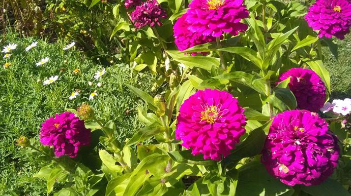 Zinnia ZESTY TM Purple. A Agrocampus Ouest, à Angers (49).